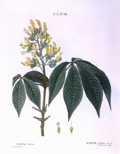 Pavia lutea, botanical plate by Pierre Joseph Redouté by Pierre Joseph Redouté
