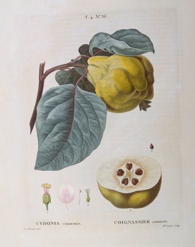 Quince (Cydonia communis), botanical plate by Pierre Joseph Redouté by Pierre Joseph Redouté