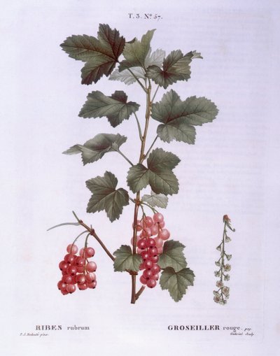 Red currant (Ribes rubrum), botanical plate by Pierre Joseph Redouté by Pierre Joseph Redouté