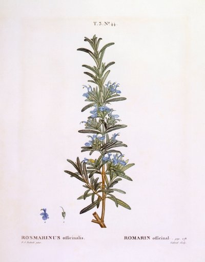 Rosemary (Rosmarinus officinalis) by Pierre Joseph Redouté