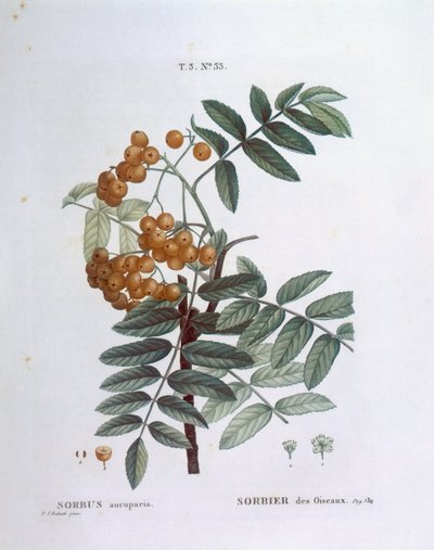 Rowan or European mountain ash (Sorbus aucuparia), botanical plate by Pierre Joseph Redouté by Pierre Joseph Redouté