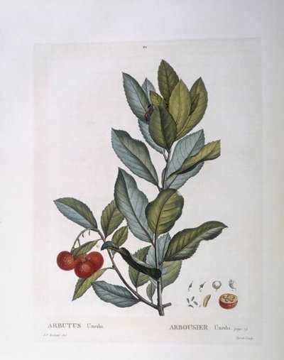 Strawberry Tree (Arbutus unedo), botanical plate by Pierre Joseph Redouté by Pierre Joseph Redouté