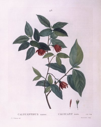Sweetshrub, botanical plate by Pierre Joseph Redouté by Pierre Joseph Redouté