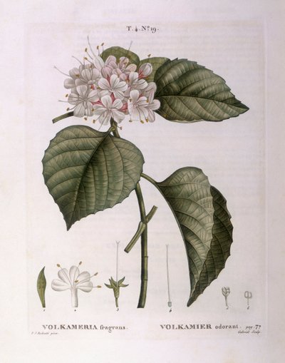 Volkameria Fragrans, botanical plate by Pierre Joseph Redouté by Pierre Joseph Redouté