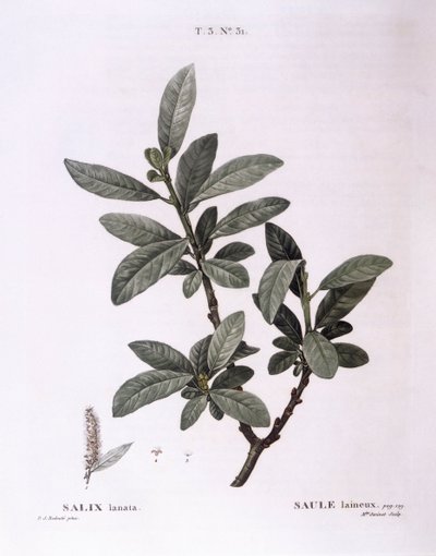 Willow, botanical plate by Pierre Joseph Redouté by Pierre Joseph Redouté