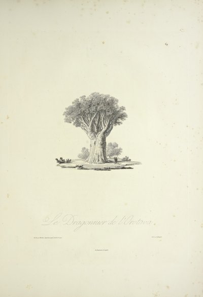 The Dragon Tree of Orotava, engraved by Bouquet, illustration from 