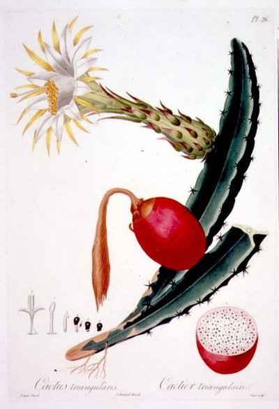 Cactus Triangularis, plate 26 from 