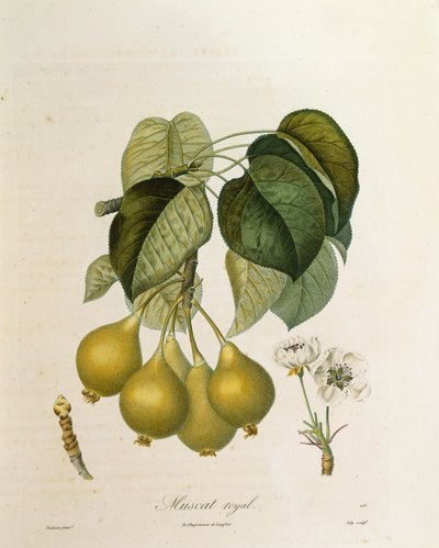 Muscat Royal Apricot by Pierre Antoine (after) Poiteau