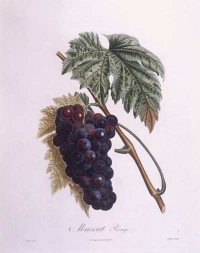 Muscat Grape Vine (Vitis vinifera), botanical plate by Pierre Antoine Poiteau by Pierre Antoine (after) Poiteau