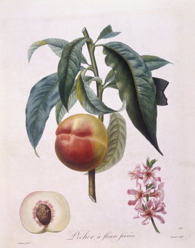 Peach (Prunus persica batsch), botanical plate by Pierre Antoine Poiteau by Pierre Antoine (after) Poiteau