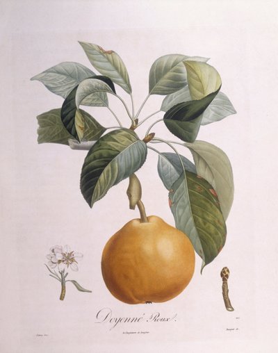 Pear "Doyenné roux", botanical plate by Pierre Antoine Poiteau by Pierre Antoine (after) Poiteau