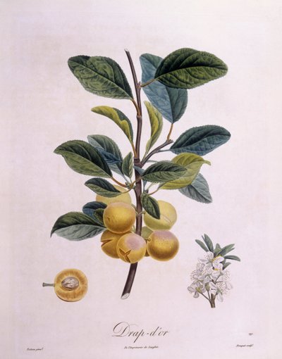 Plum 