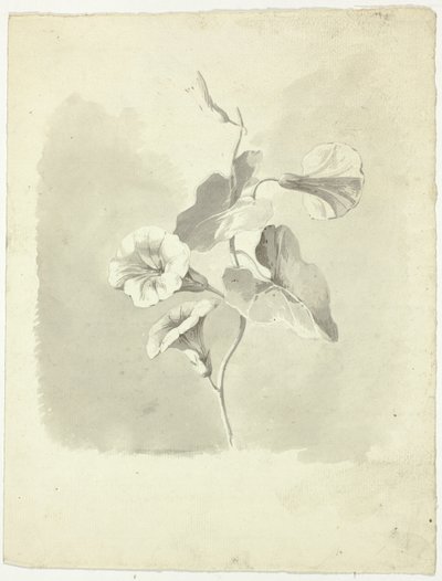 Morning Glories by Pierre Antoine Mongin