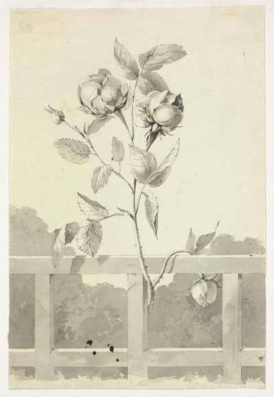 Rose by Pierre Antoine Mongin
