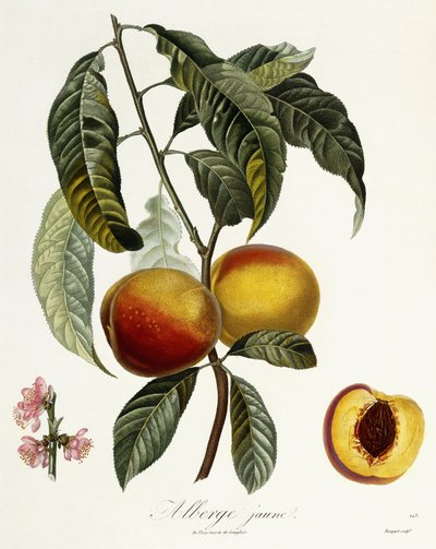Yellow Aubergine by Pierre Antoine Poiteau