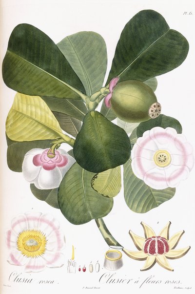 Clusia rosea, Clusier a fleurs roses by Pierre Antoine Poiteau