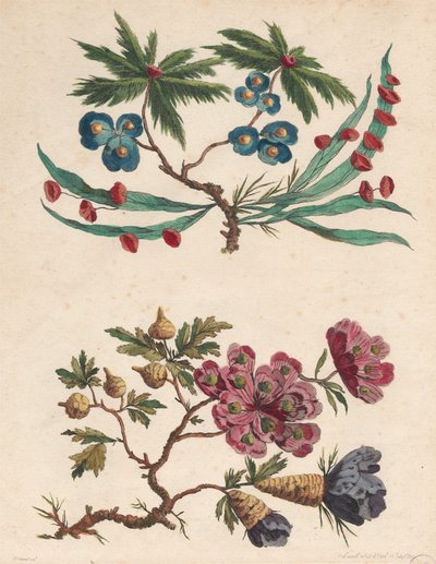 Two Sprays of Imaginary Flowers by Pierre Charles Canot