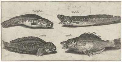 Forkbeard, Grouper, Horned Blenny, and a Black Fish by Pierre Firens