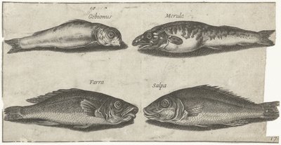 Gudgeon, Pufferfish, Whiting, and Another Fish (series title: Fishes) by Pierre Firens