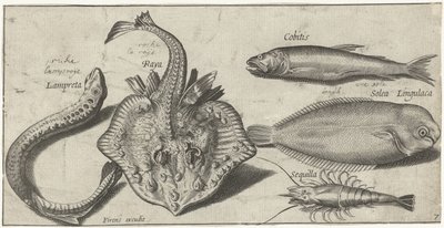 Ray, Lamprey, Shrimp, and Two Other Fish by Pierre Firens