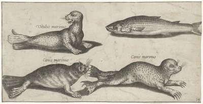 Two Seals, a Sea Lion, and a Mullet by Pierre Firens