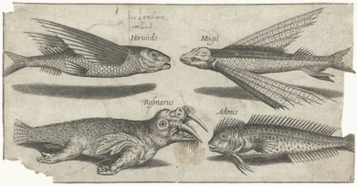 Flying Gurnard, Lumpfish, Blenny, and a Walrus (Fish, Piscivm vivae icones) by Pierre Firens