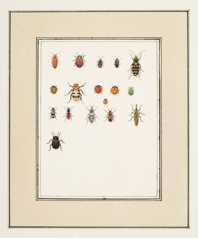 Beetles, c.1755-65 by Pierre Francois Ledoulx