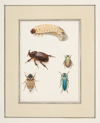 Beetles, c.1755-65 by Pierre Francois Ledoulx