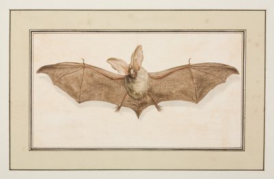 Brown Long-eared Bat, c.1755-65 by Pierre Francois Ledoulx