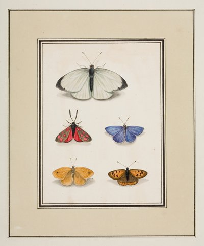 Butterflies, c.1755-65 by Pierre Francois Ledoulx