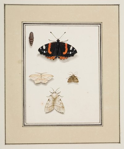 Butterflies by Pierre Francois Ledoulx