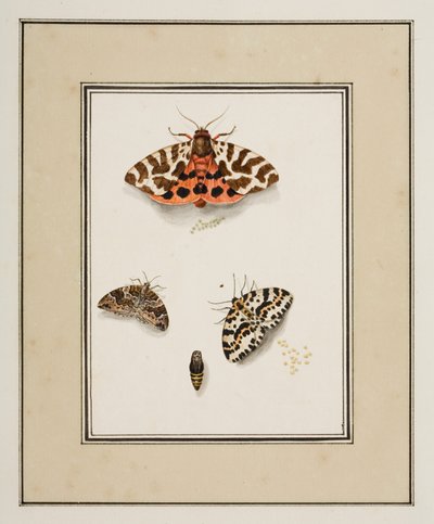 Butterflies, c.1755-65 by Pierre Francois Ledoulx