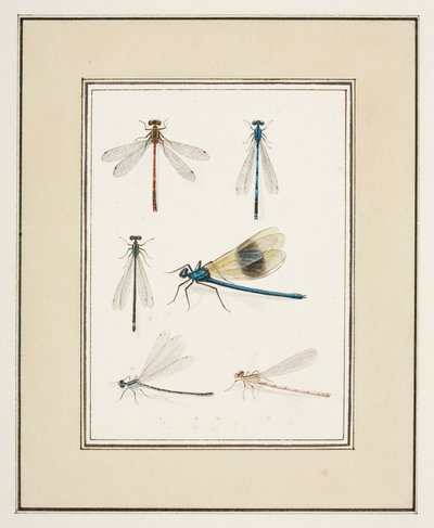 Dragonflies by Pierre Francois Ledoulx