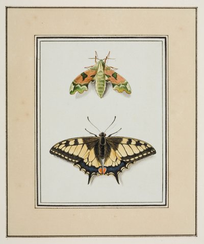 Hawk Moth and Old World Swallowtail Butterfly, c.1755-65 by Pierre Francois Ledoulx