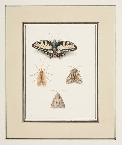 Swallowtail Butterfly, Mayfly and Two Moths by Pierre Francois Ledoulx