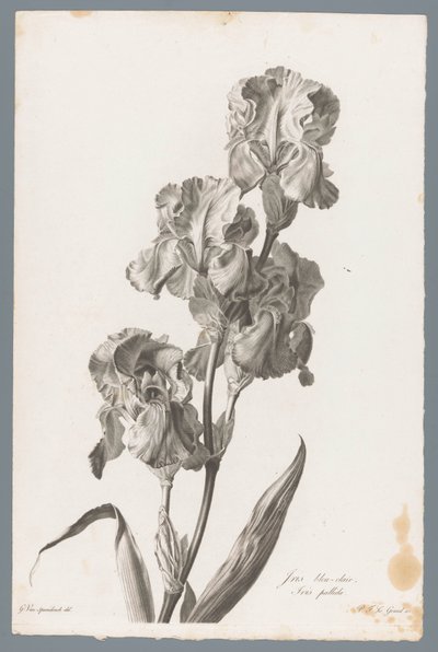Dalmatian Iris from Fleurs dessinées d