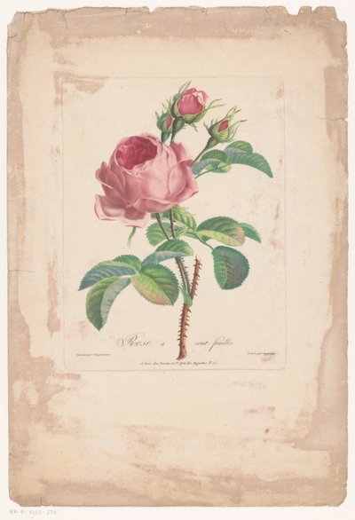 Hundred-Petaled Rose by Pierre François Legrand