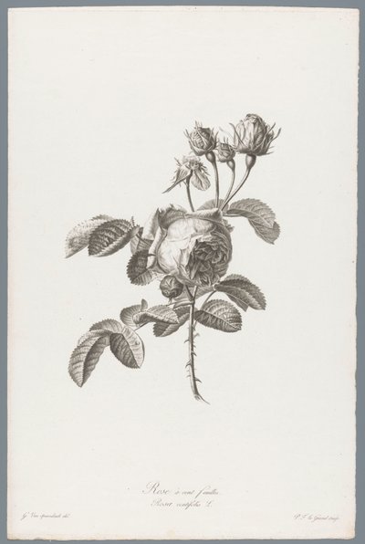 Hundred-petaled Rose (Flowers Drawn from Nature) by Pierre François Legrand