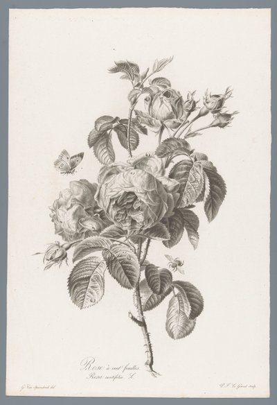 Hundred-Petaled Rose from Fleurs dessinées d