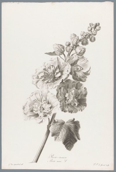 Hollyhock from Fleurs dessinées d