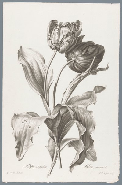 Tulip from Fleurs dessinées d