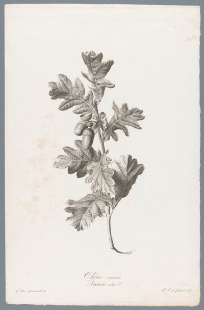 Common Oak from Fleurs dessinées d