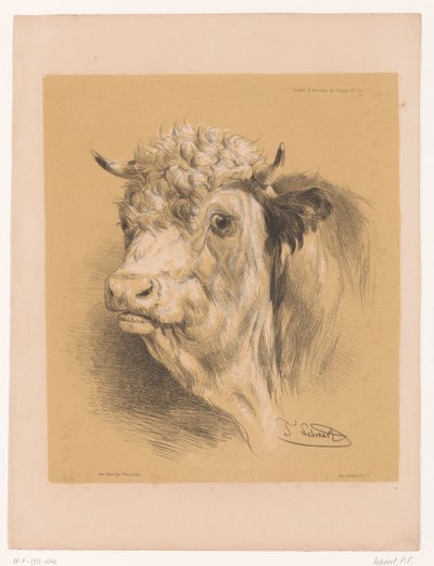 Study of an Ox (series title) Animal Studies by Cooper (series title) by Pierre Frédéric Lehnert