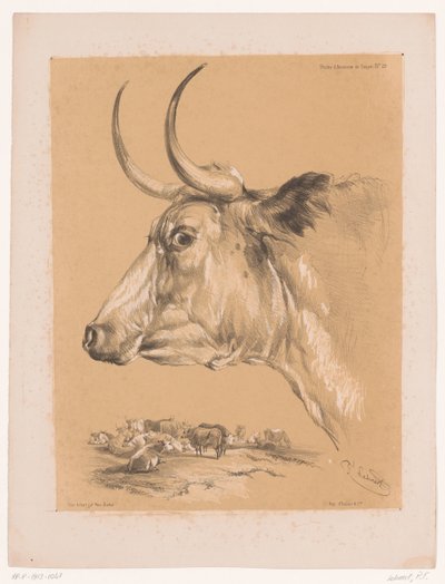 Study of a Cow from Animal Studies by Cooper (series) by Pierre Frédéric Lehnert