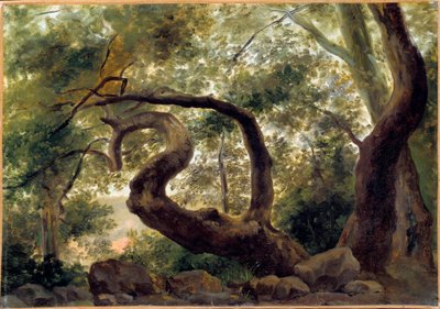 Under wood, trees with twisting branches by Pierre Henri de Valenciennes