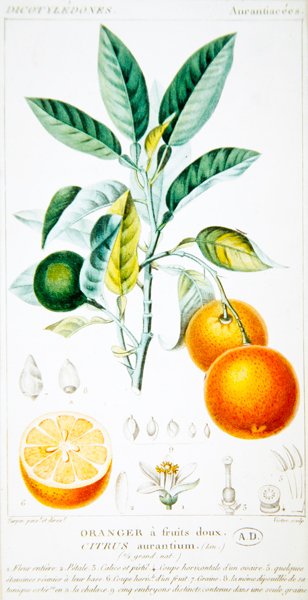 Citrus Aurantium or Seville Orange by Pierre Jean Francois (after) Turpin