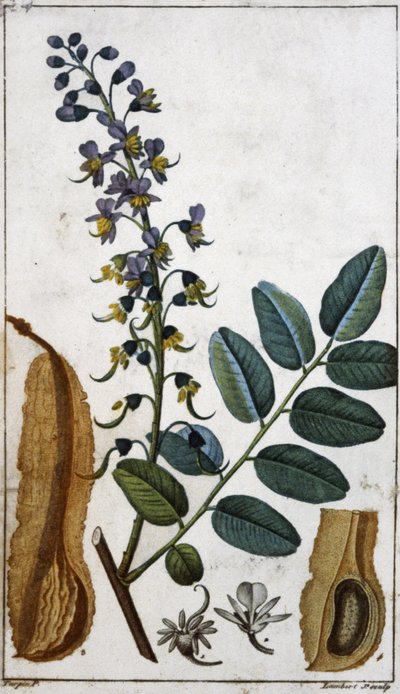Peruvian Balsam by Pierre Jean Francois (after) Turpin
