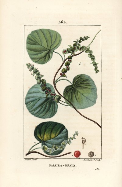 Wild Vine or Abuta, Cissampelos pareira, with Flower, Leaf, Tendril and Fruit by Pierre Jean Francois Turpin