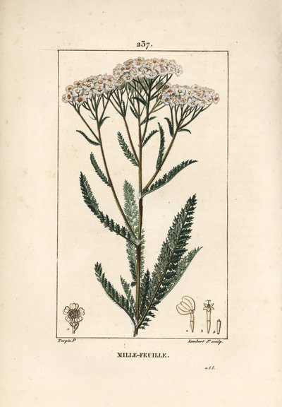 Yarrow, Achillea Millefolium by Pierre Jean Francois Turpin