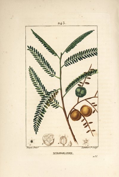 Amla - Nepalese or Indian Gooseberry, Phyllanthus emblica (from La Flore Medicale) by Pierre Jean Francois Turpin